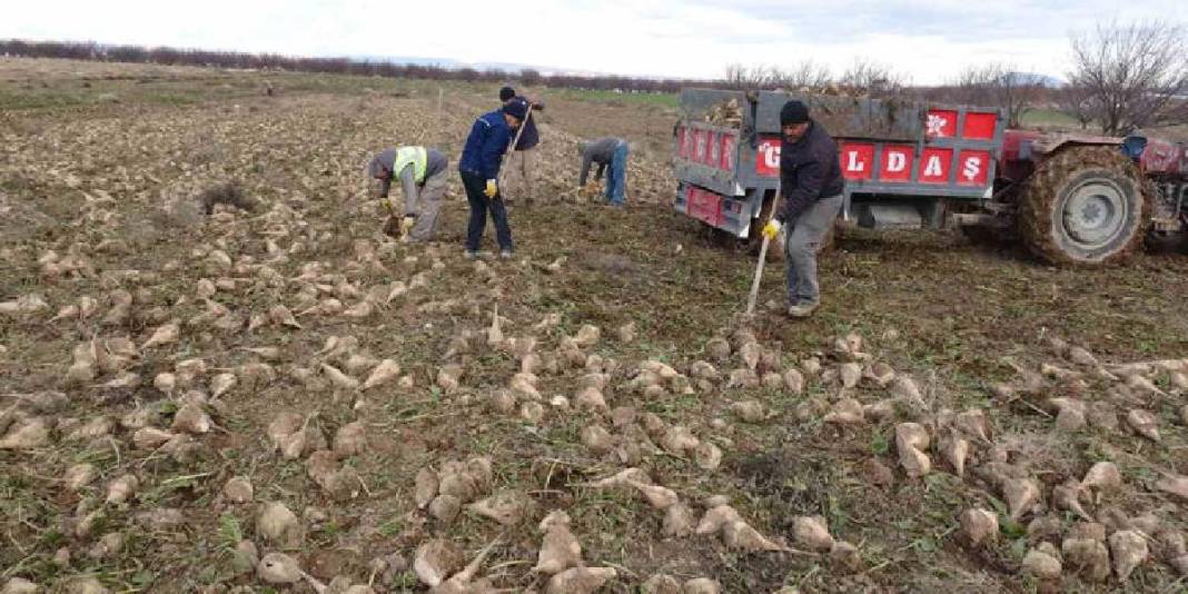 Eylül’de başlayan hasat mutlu bitti! Yüksek verim üreticiyi güldürdü: “Çiftçinin önemli bir gelir kaynağı” 4